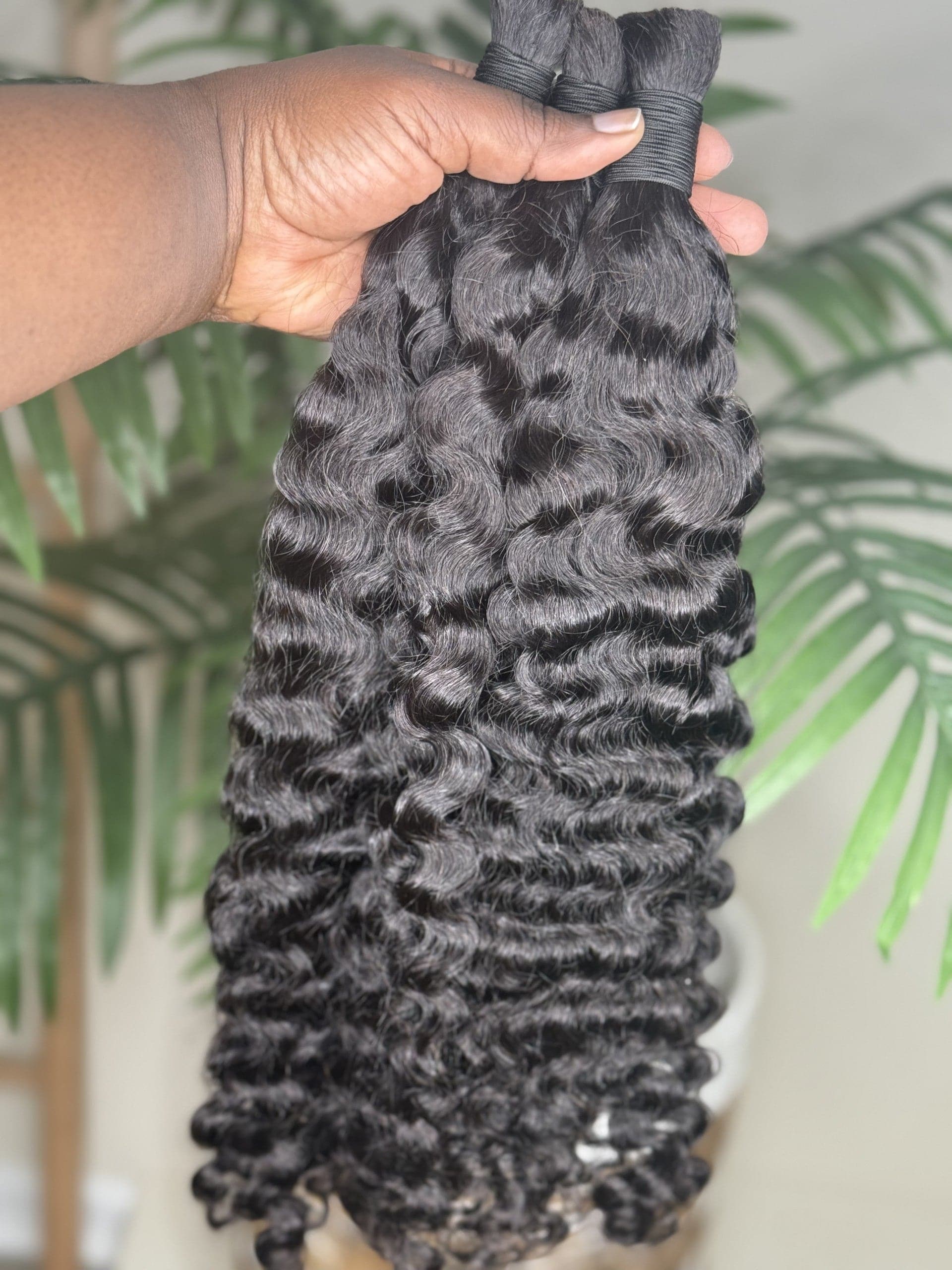 Burmese Curly